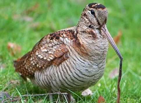 شکارچی ابیا در نکا، نقره‌داغ شد